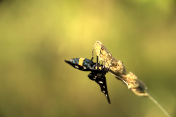 Amata phegea; 9-spotted Burnet Moth in Tuscany