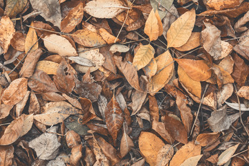 Texture of dry autumn fallen leaves. Seasonal background. View from above, flat lay, toned
