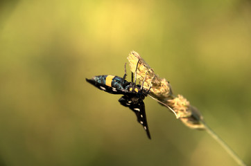 Amata phegea; 9-spotted Burnet Moth in Tuscany