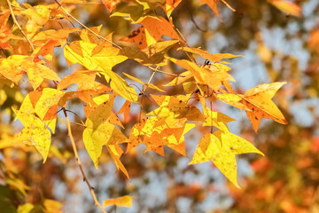 Soft focus colorful maple leaves blossom on branches with nature blurred background.