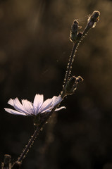 Cichorium intybus; chicory flower in Tuscan cottage garden