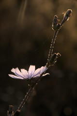Cichorium intybus; chicory flower in Tuscan cottage garden