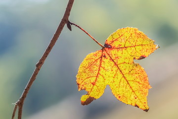 Soft focus colorful maple leaf blossom on branches with nature blurred background.