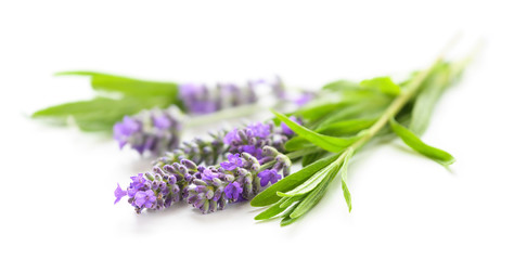 Fototapeta premium Lavender flowers on a white close-up