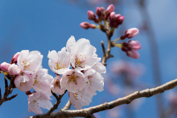 木曽川堤の桜／愛知県一宮市