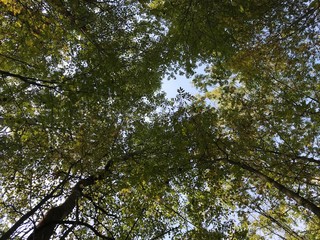 trees and sky