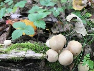 mushrooms in the woods
