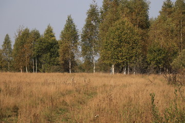 forest in autumn