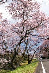 Obraz premium 木曽川堤の桜／愛知県一宮市