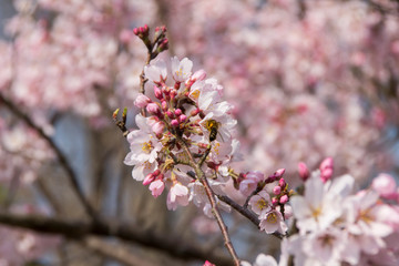 木曽川堤の桜／愛知県一宮市