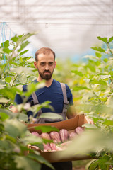 The worker standing with a box of fresh eggplants in his hand between the rows