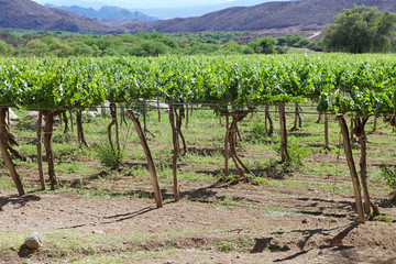 Fototapeta na wymiar Vineyard in Cafayate along the Argentina Wine Route, Argentina