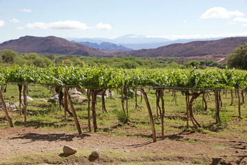 Fototapeta na wymiar Vineyard in Cafayate along the Argentina Wine Route, Argentina