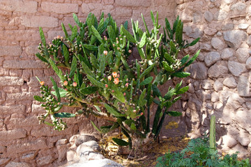 Cactus flowers at the winery in Cafayate along the Argentina Wine Route, Argentina