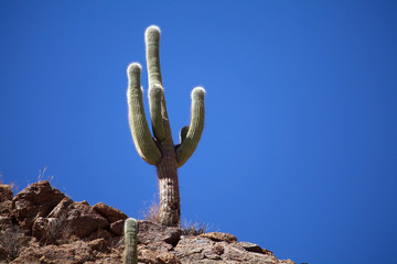 Cardon cactus in Calchaqui Valley, Argentina