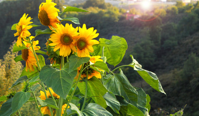 beautiful sunflowers in the garden, end of summer