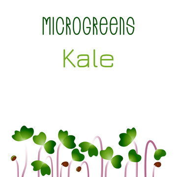 Microgreens Kale. Seed packaging design. Sprouting seeds of a plant