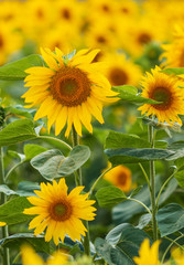 yellow big sunflower flowers as background