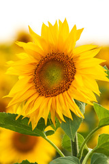 Obraz premium sunflower flowers on the field as background