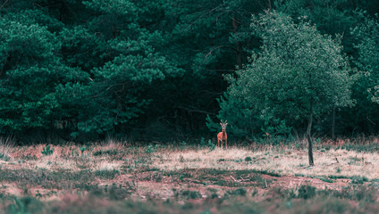 Roe deer buck stands in heather landscape.