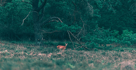 Roe deer doe in heather landscape.