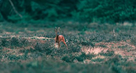 Roe deer buck stands in heather landscape.