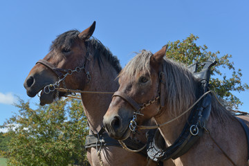 Fototapeta premium Portrait von zwei Kaltblüter Pferden