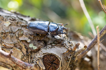 Female stag beetle - Dorcus hopei binodulosus - on the tree.