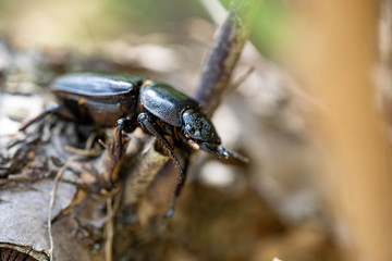 Female stag beetle - Dorcus hopei binodulosus - on the tree.