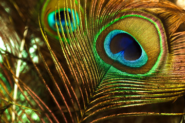 Obraz premium peacock feather on black background
