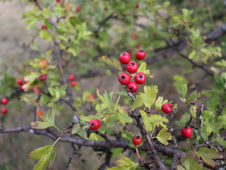 Bright red berries and green leaves on a branch of hawthorn in autumn.Healthy.