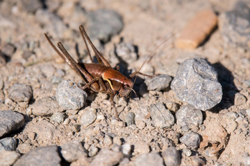 grasshopper close up