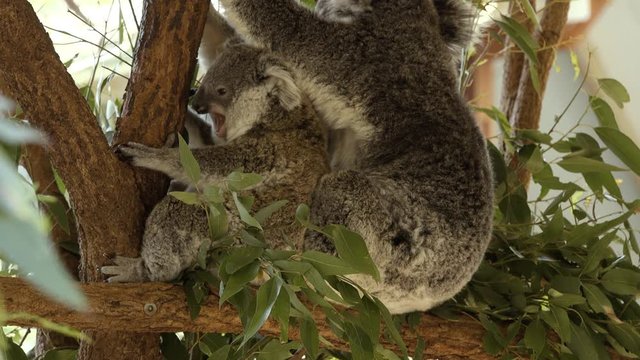 Cute Australian mother Koala with her joey.