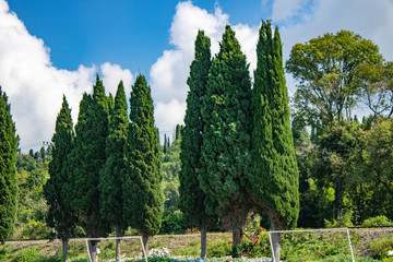 Стройные кипарисы красивы на фоне облаков