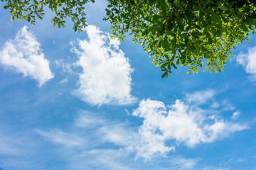 Blue sky in summer day, view from under fresh green tree leaves to bright blue sky with cloud.