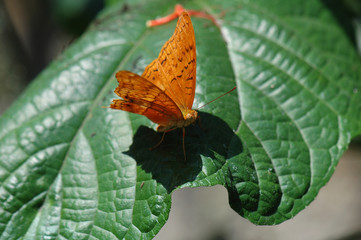 butterfly on leaf