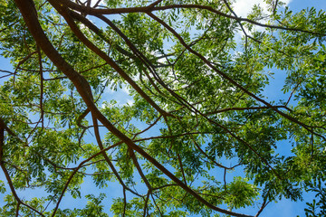 Blue sky in summer day, view from under fresh green tree leaves to bright blue sky with cloud.