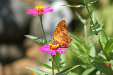 Beautiful butterfly on flower, at Bali Butterfly Park, Ubud.
