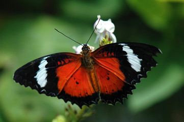 butterfly on flower