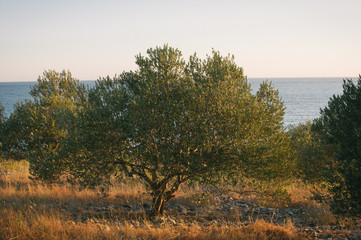 Few days of rest in Zecevo on a roadtrip to Croatia, pine trees, olive orchards and summer heat