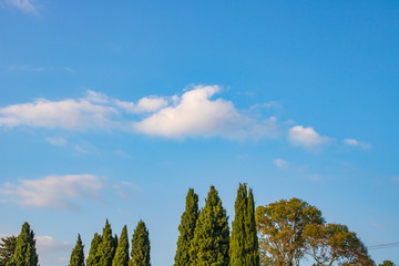 летние красивые облака и стройный кипарис