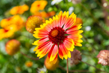 Garden flowers in sunny day on dacha