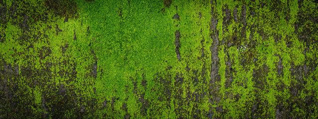 Moosgrüne Textur. Moos-Hintergrund. Grünes Moos auf Schmutzbeschaffenheit, Hintergrund. Langes Webbanner