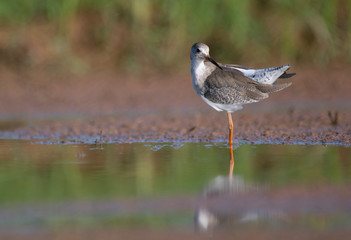 Spotted redshank (Tringa erythropus)