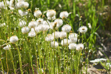 Blooming white fluffy coltsfoot fowers in the meadow