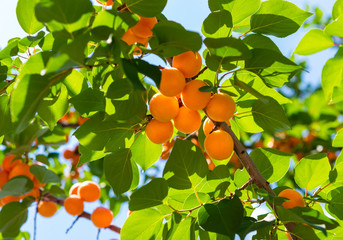 Apricot. Apricots ripen on the tree. Branch of tree with apricot fruit in sunny garden