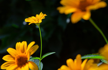 Garden flowers in sunny day on dacha