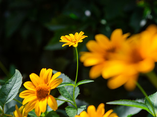 Garden flowers in sunny day on dacha