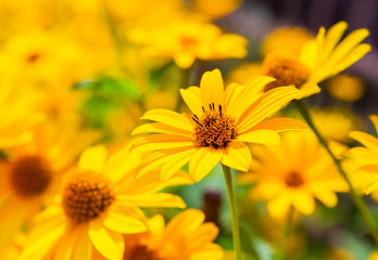 Garden flowers in sunny day on dacha