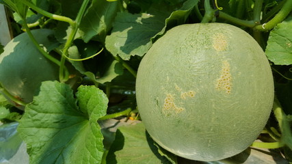Cucumis melo called melons on a plantation that is entering the harvest season, one of agribusiness...